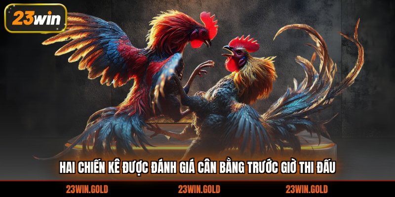 Hai chiến kê được đánh giá cân bằng trước giờ thi đấu